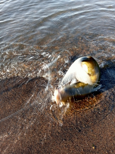 アメリカナマズの釣果