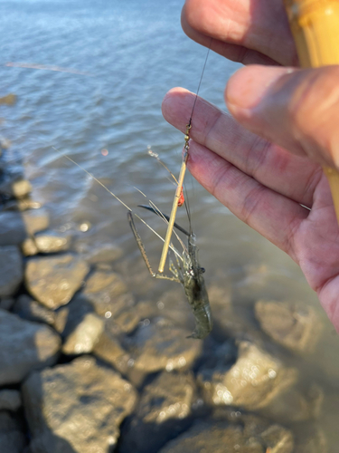 テナガエビの釣果