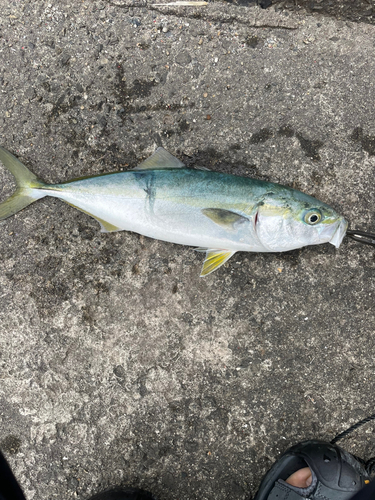 イナダの釣果