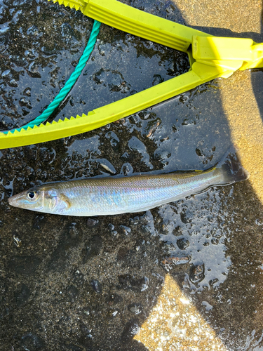 キスの釣果