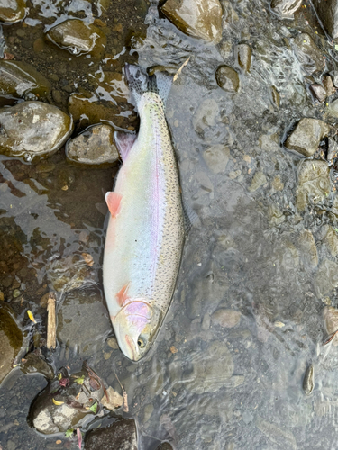 ニジマスの釣果