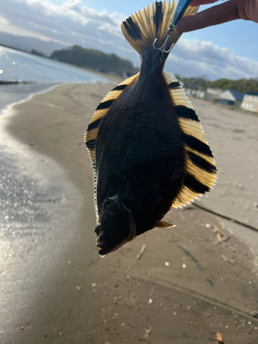 カワガレイの釣果