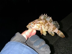 タケノコメバルの釣果