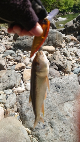 ハスの釣果