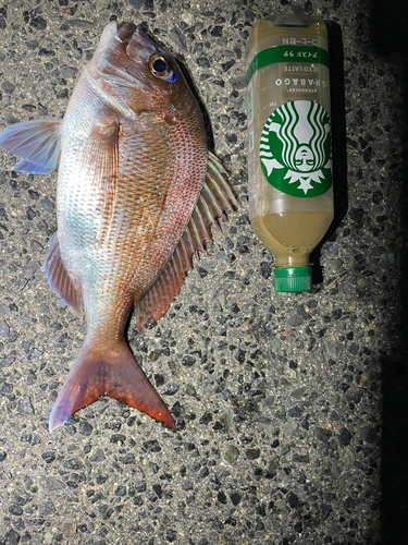 タイの釣果