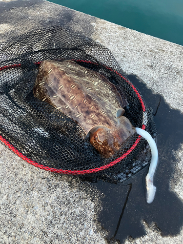 モンゴウイカの釣果