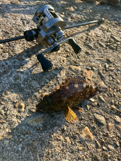 ガシラの釣果