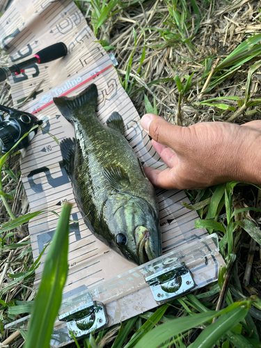 スモールマウスバスの釣果