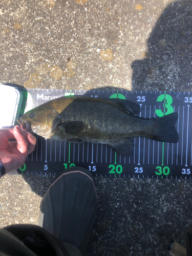 スモールマウスバスの釣果