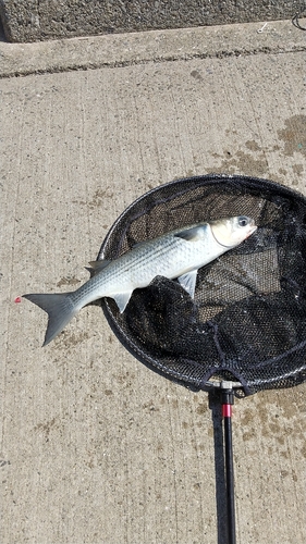 ボラの釣果