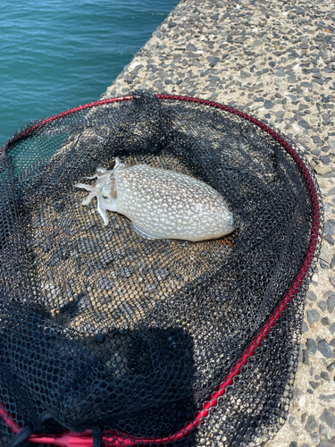 コウイカの釣果