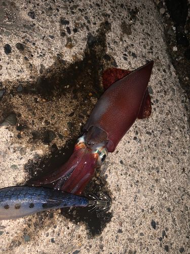 ケンサキイカの釣果