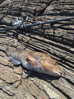 アイナメの釣果