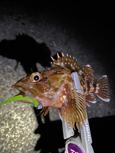 カサゴの釣果