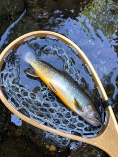 イワナの釣果