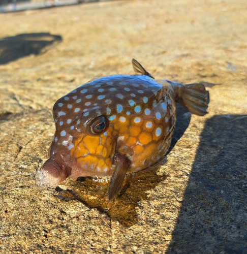 ハコフグの釣果