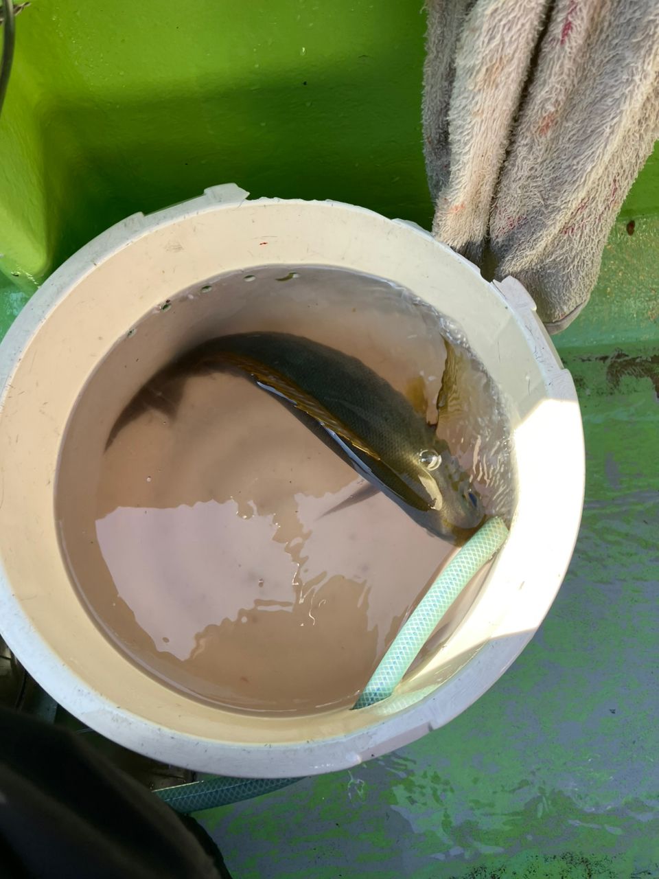 シーサトさんの釣果 2枚目の画像