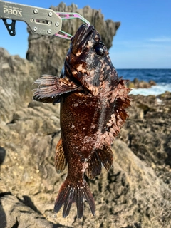 ムラソイの釣果