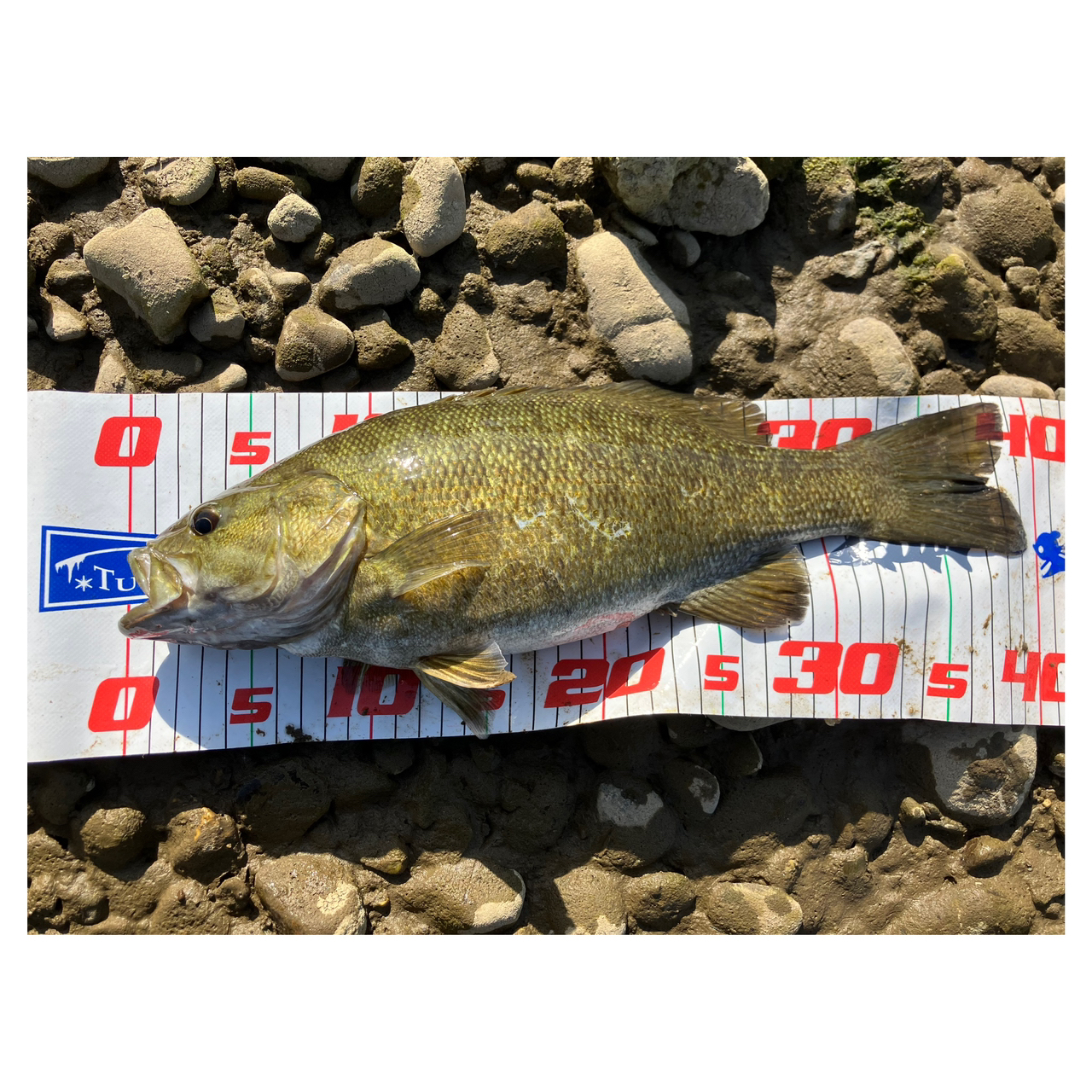 DAIWA 19ブラックレーベル SG 742HFBの最安値・インプレ・釣果 DAIWA 19ブラックレーベル SG 742HFBの最安値・インプレ・釣果