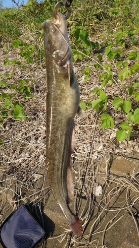 ナマズの釣果