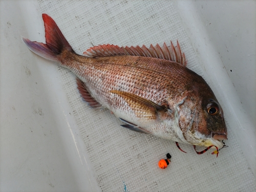 マダイの釣果