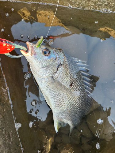 キビレの釣果