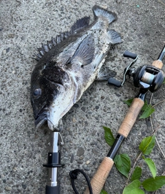 チヌの釣果