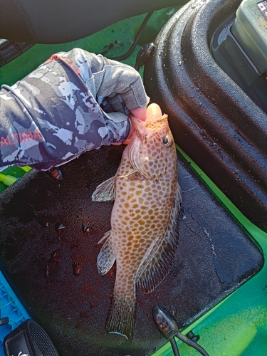 オオモンハタの釣果