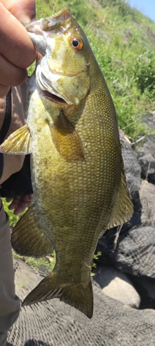 スモールマウスバスの釣果