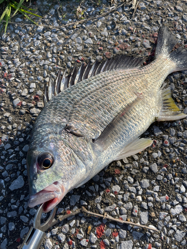 キビレの釣果