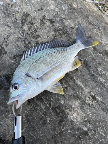 キビレの釣果