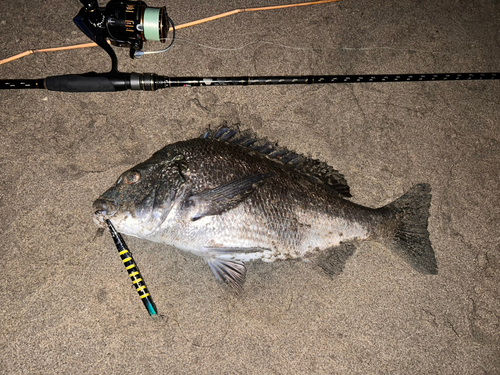 チヌの釣果