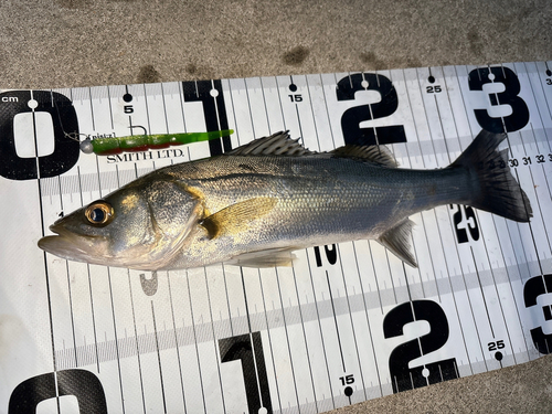 シーバスの釣果