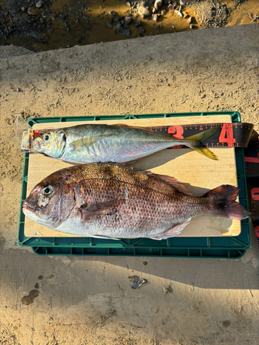 マダイの釣果