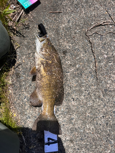 スモールマウスバスの釣果