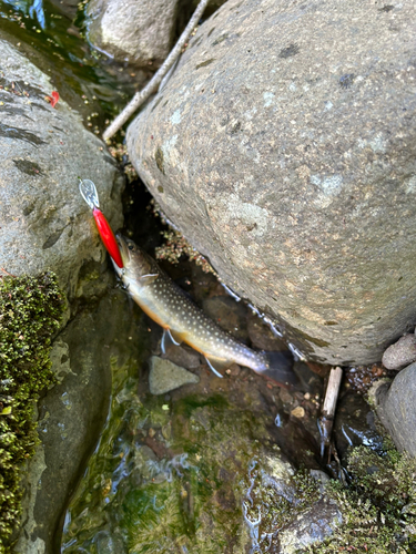 イワナの釣果