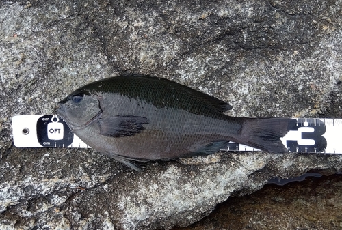 クチブトグレの釣果