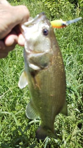 ラージマウスバスの釣果