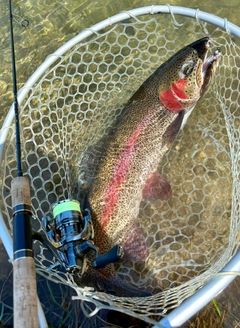 ニジマスの釣果