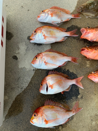 レンコダイの釣果