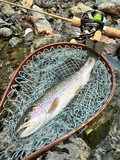 ニジマスの釣果