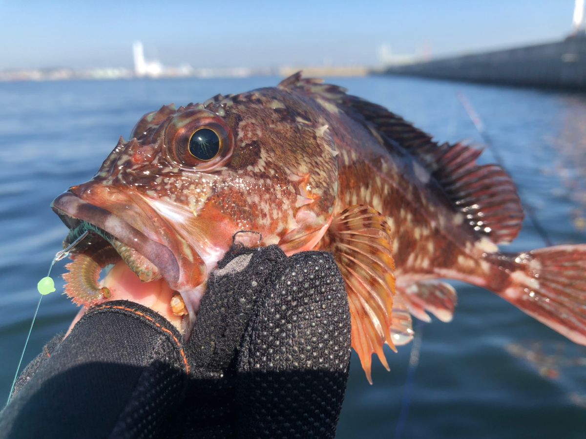 湘南のかつさんの釣果 2枚目の画像