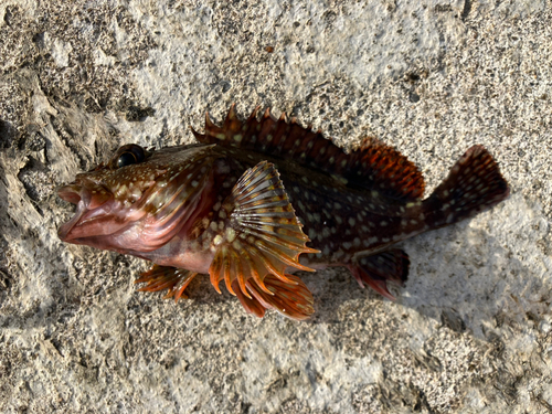 カサゴの釣果