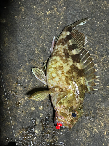 カサゴの釣果