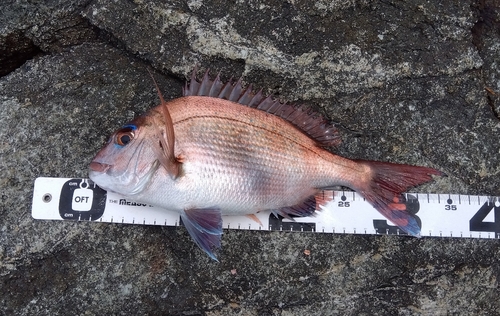 マダイの釣果