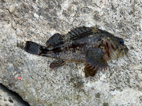 ムラソイの釣果