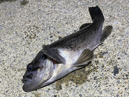 クロソイの釣果