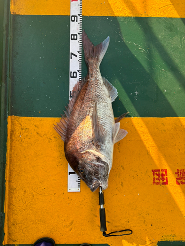 マダイの釣果