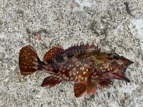 カサゴの釣果