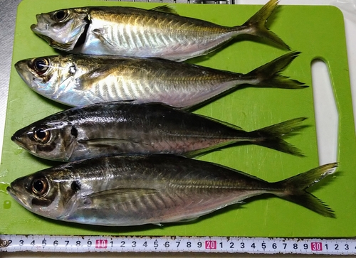 アジの釣果